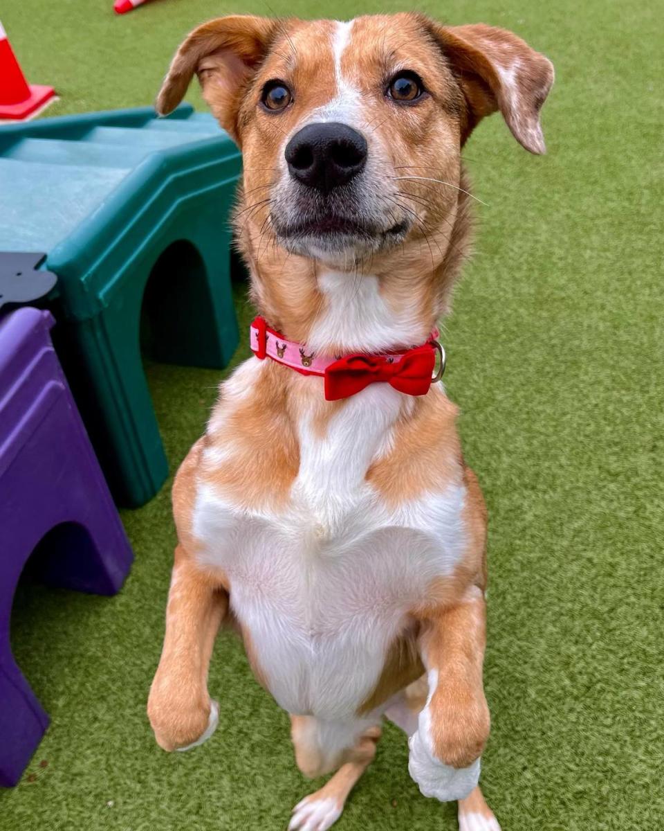 “Someone please adopt Prancing Princess before I do!” someone with the Kansas Humane Society said in a recent Facebook post.