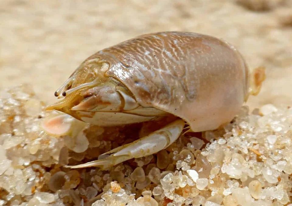 The bashful sand flea isn't often photographed, because he prefers to take cover underground.