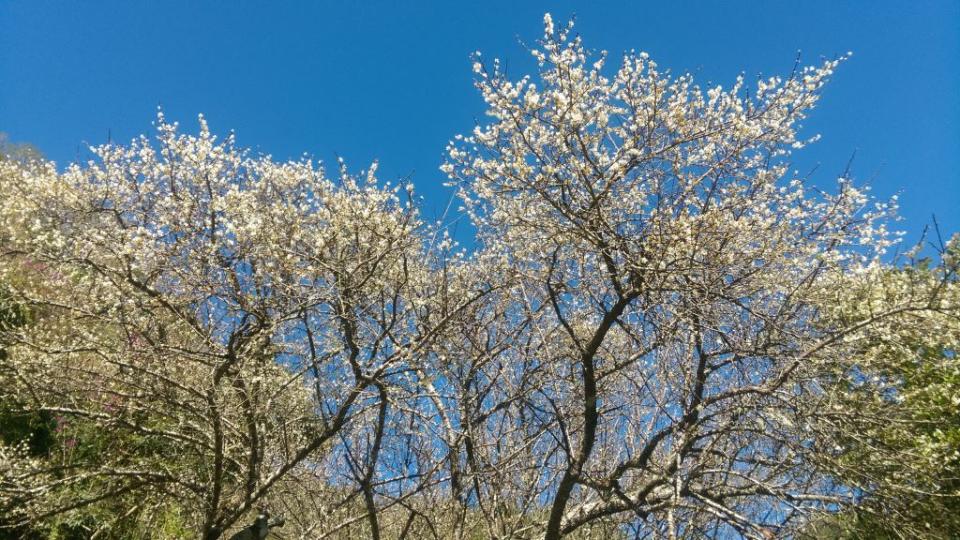 太魯閣國家公園的沒話目前盛開8成，預計開花花期可到1月底。   圖：取自太魯閣國家公園