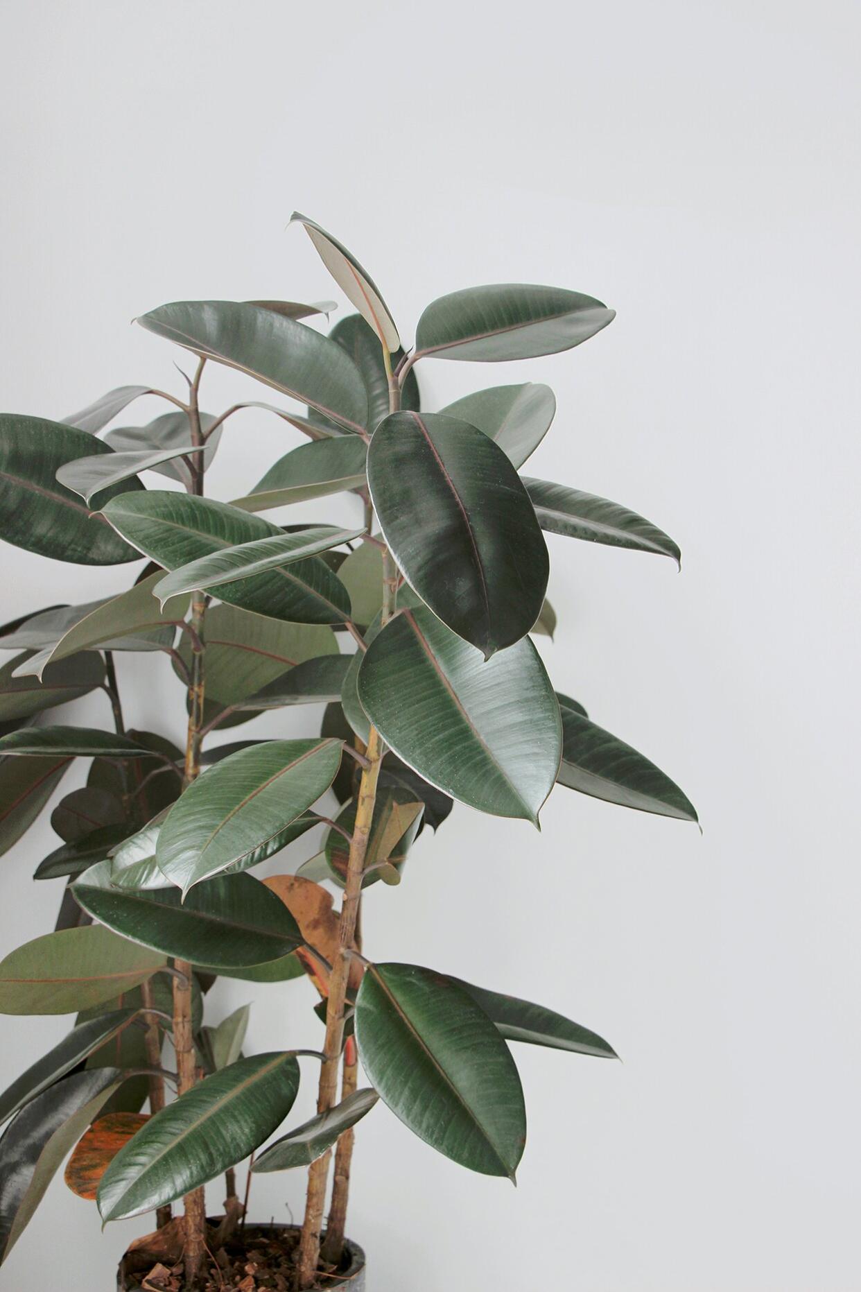 Rubber Tree against white wall