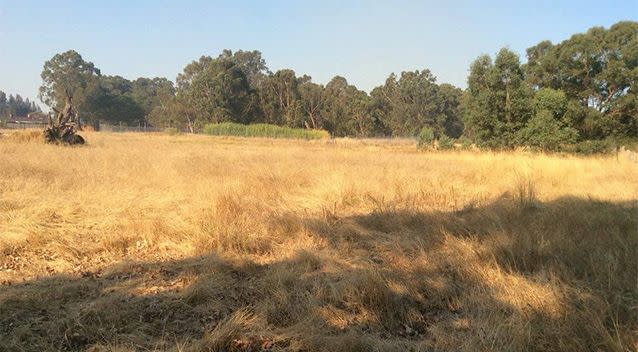 The creature was spotted in this field in the outskirts of Perth. Photo: Facebook