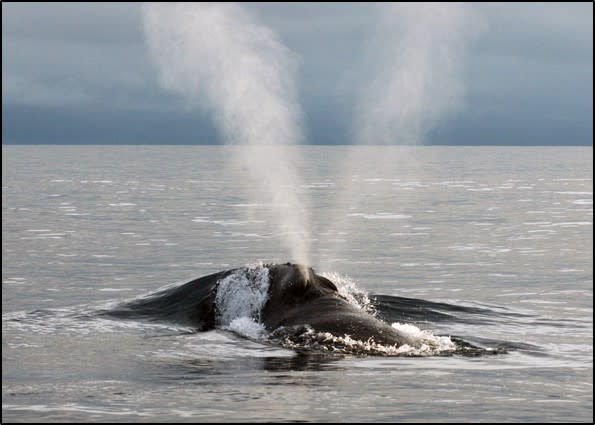 A rare North Pacific right whale is seen swimming in Alaska waters in this undated photo. The whale, spotted during a scientific survey conducted by the National Oceanic and Atmospheric Administration, is demonstrating the distinctive V-shaped exhale for which right whales are known. (Photo provided by NOAA Fisheries)