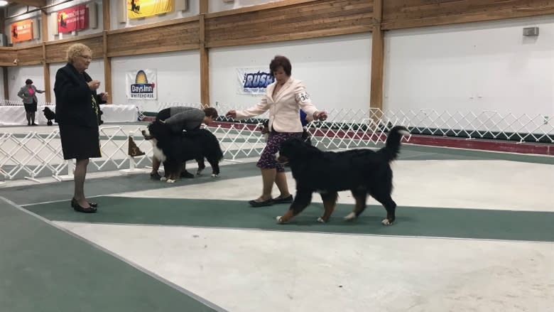 Pooches strut their stuff at Whitehorse dog show