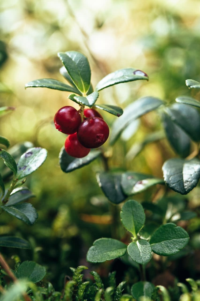 10) Lingonberries