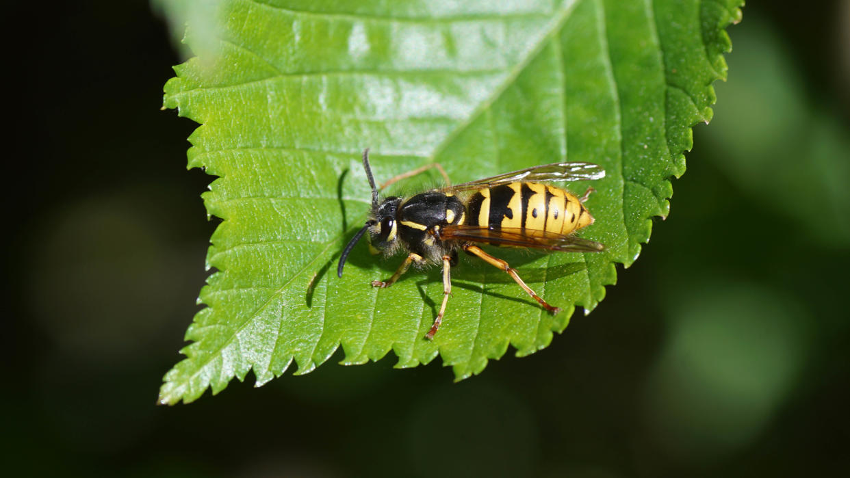  A wasp on a leaf 