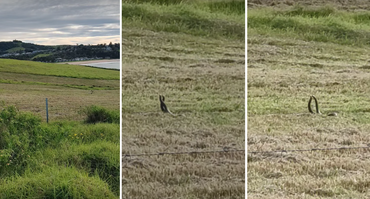 The field (left) and snake fighting (middle and right).