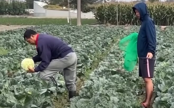 雲林麥寮一處高麗菜園，因為賣相不佳，菜農乾脆開放民眾自採。（圖／東森新聞）