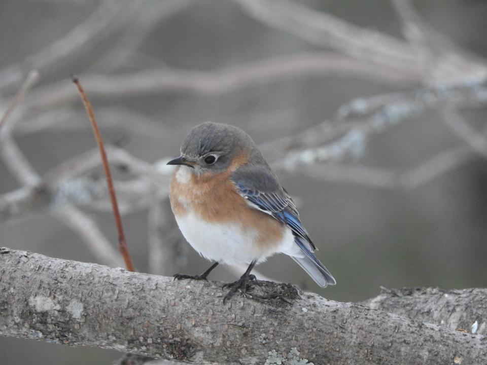 Female bluebird