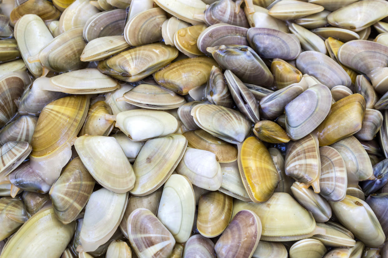 Donax trunculus, an edible species of saltwater clam, is a bivalve species in the family Donacidae. It is native to the Mediterranean and Atlantic coasts of western Europe. Harvest in South Portugal Atlantic cost.