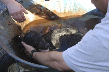 A bear cub who had to be rescued from a tree after getting his head stuck in a cookie jar is shown in this handout provided by the New Jersey Department of Environmental Protection July 1, 2014. REUTERS/New Jersey Department of Environmental Protection/Handout via Reuters