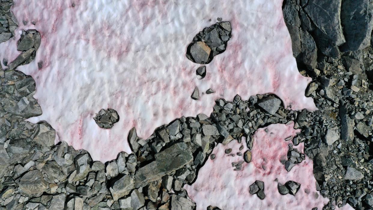 An aerial picture taken on July 3, 2020 above the Presena glacier near Pellizzano , shows pink colored snow, supposedly due to the presence of colonies of algae of the species Ancylonela nordenskioeldii from Greenland. (Photo by Miguel MEDINA / AFP) (Photo by MIGUEL MEDINA/AFP via Getty Images)