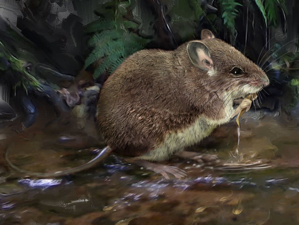 An illustration of one of the newly-described species of stilt mouse, Colomys lumumbai, wading in a stream to hunt (Velizar Simeonovski, Field Museum)