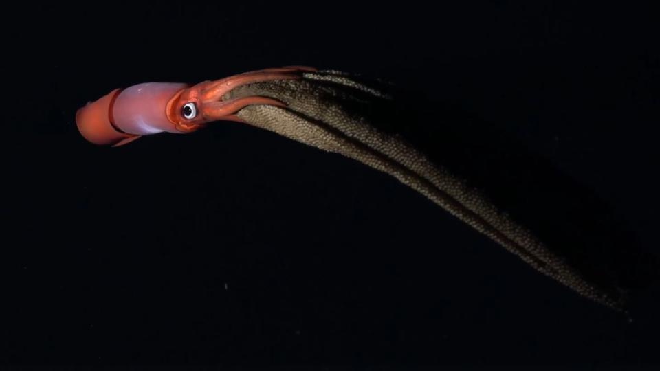 A squid swims in black waters with thousands of eggs suspended from its arms.