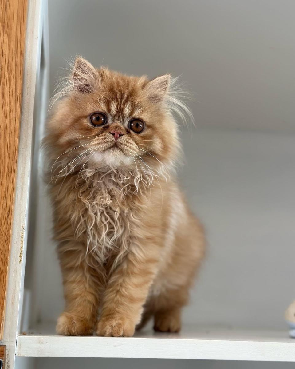 A cat at the Best Friends Pet Hotel.