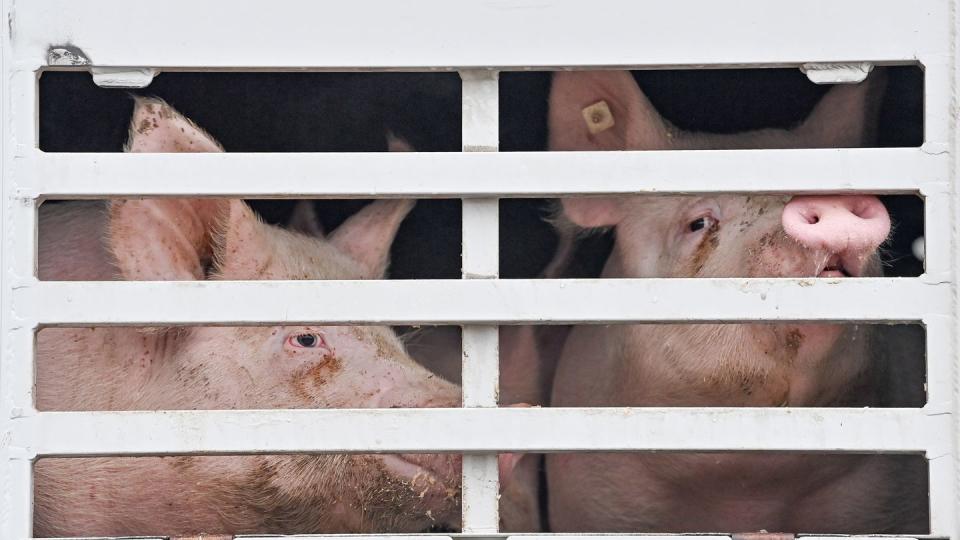 Mastschweine werden per Lkw zum Schlachthof transportiert.