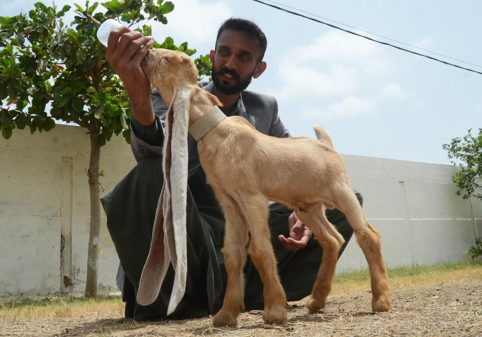 Breeder Mohammad Hasan Narejo displays the ears of his goat Simba