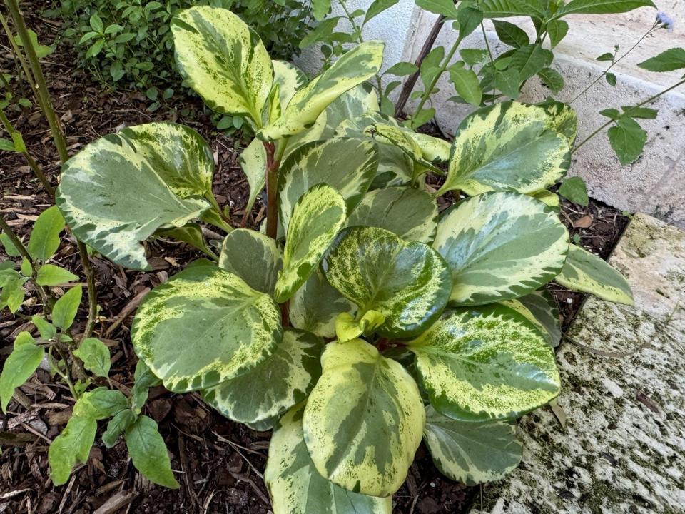 The thick, waxy leaves of variegated peperomia, and regular peperomia, make them excellent ground covers for shady spots.