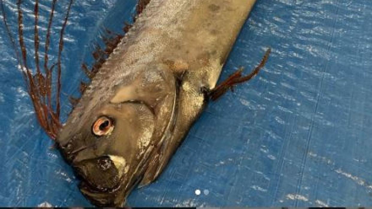 An oarfish found this week measured four-metres long. Pic: Uozu Aquarium