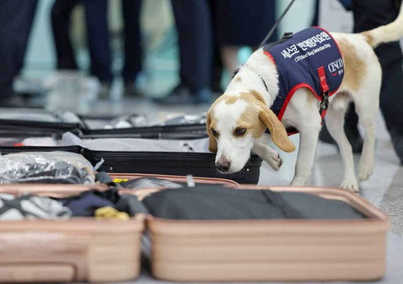 FILE PHOTO: Ceco, South Korea's first bedbug sniffing dog, demonstrates bed bug detection on luggage at Incheon International Airport in Incheon, South Korea, August 8, 2024.   Yonhap via REUTERS /File Photo