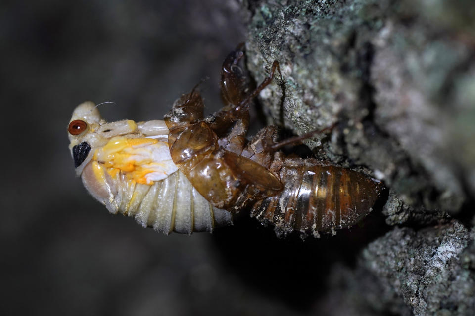 An adult cicada sheds its nymphal skin on the bark on an oak tree, Tuesday, May 4, 2021, on the University of Maryland campus in College Park, Md. Trillions of cicadas are about to emerge from 15 states in the U.S. East. Scientists say Brood X is one of the biggest for these bugs which come out only once every 17 years. (AP Photo/Carolyn Kaster)