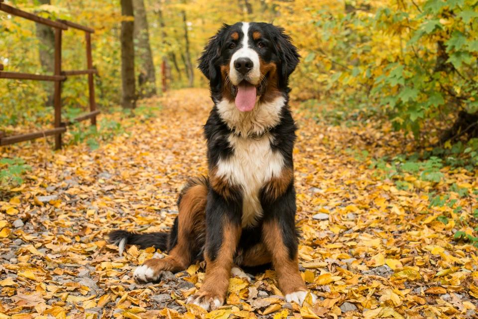 bernese mountain dog, autumn forest, transylvania, romania