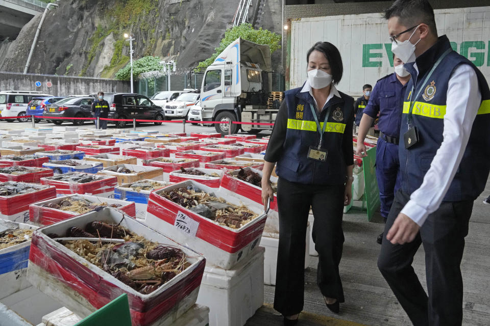 Hong Kong Customs officials display Australian lobsters seized during an anti-smuggling operation in Hong Kong, Friday, Oct. 15, 2021. Hong Kong and mainland authorities have seized more than $540,000 worth of smuggled Australian lobsters believed to be bound for the mainland, after China restricted imports of the crustacean amid escalating tensions with Australia. (AP Photo/Kin Cheung)