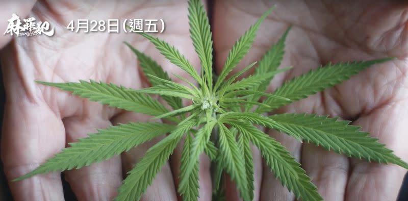 ▲《麻罪犯》帶領觀眾重新認識「大麻」。（圖／翻攝自車庫娛樂YouTube）