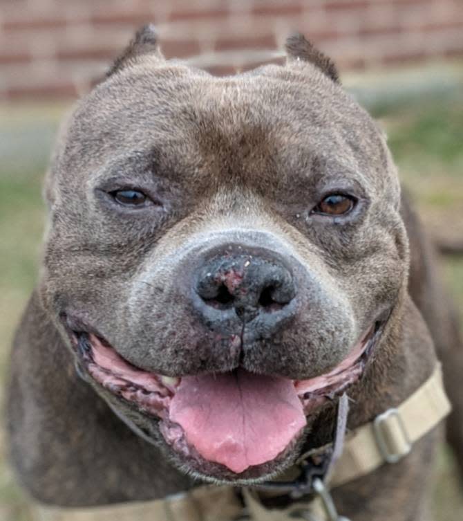 Pet of the Week Tazz is a cute dog who has the biggest smile for everyone.