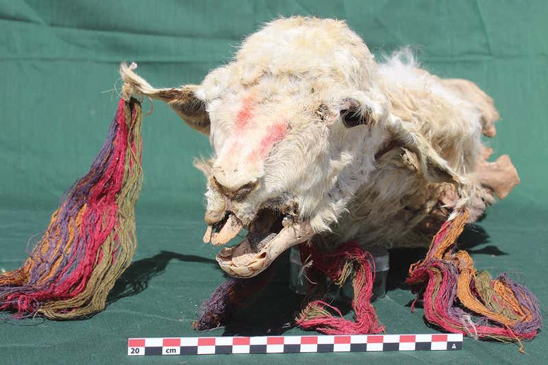 The llamas decoration suggests they may have been significant sacrifices to individual deities (Antiquity/Dr Lidio Valdez)