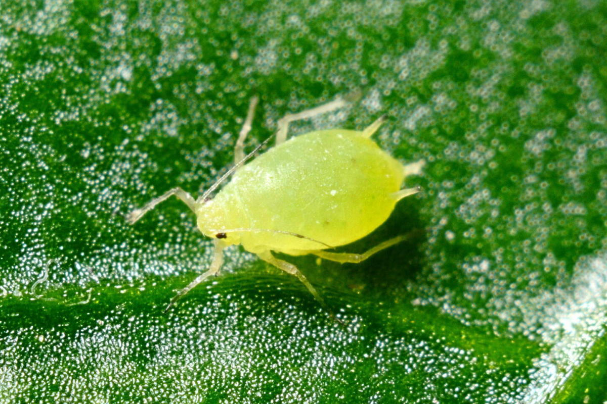 Aphids Invade New York City: What’s Causing the Clouds of Flying Insects?