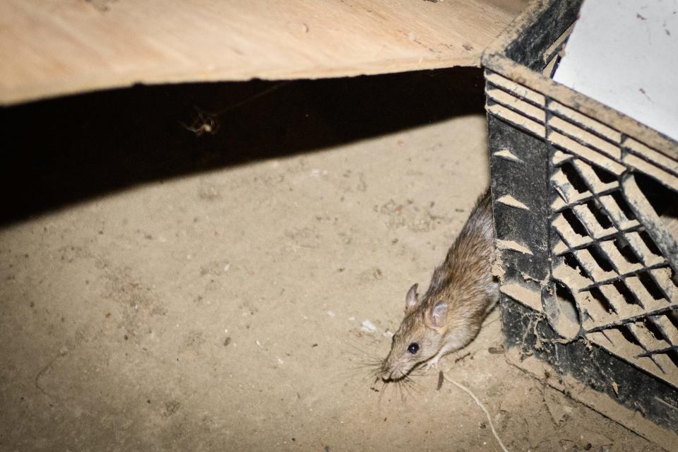 A rat runs across the floor in Chuck and Alison Marrs' stables, Fourth Rock Stables, near Lumber Bridge on Wednesday, July 26, 2023.