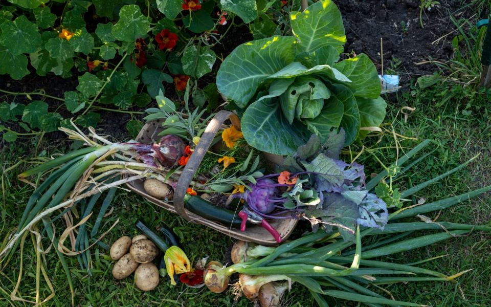 Veg plot - Andrew Crowley