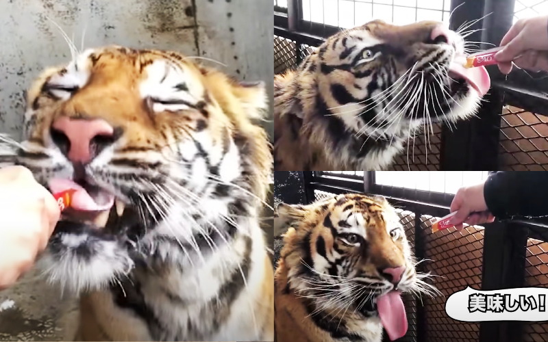 日本北海道的動物園，餵園中的老虎Tigger吃許多貓都熱愛的肉泥，老虎像大貓般地秀氣的吃法讓網友直呼可愛。（圖片翻攝Youtube頻道ノースサファリサッポロ）