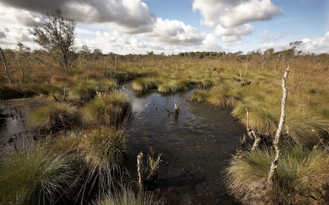 Peatlands act as crucial carbon sinks but have suffered from mismanagement and overuse - Credit: Alamy