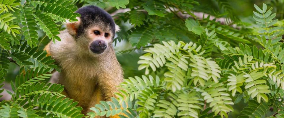 Wild yellow Squirrel monkey, Bolivia amazon rainforest