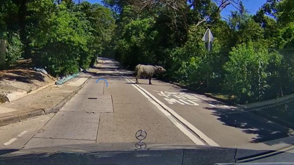 西沙路擴建後，牛隻開始出現在大馬路上。（圖／翻攝自十四鄉牛牛粉絲專頁）
