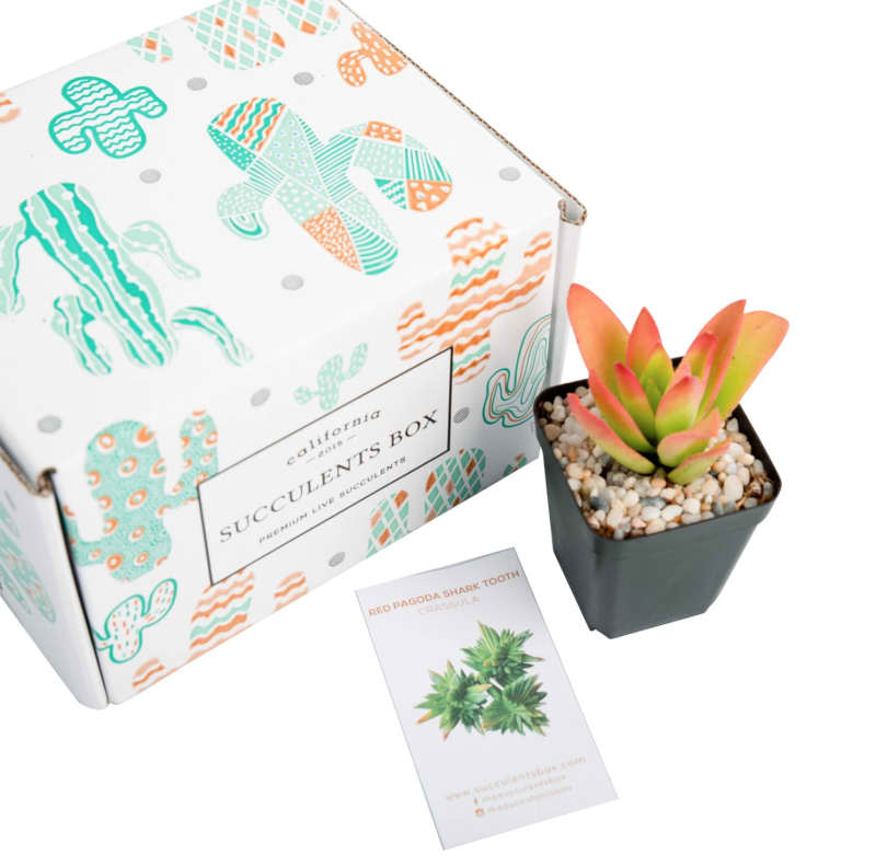 Succulent Subscription Box — 3 Months (3 boxes)