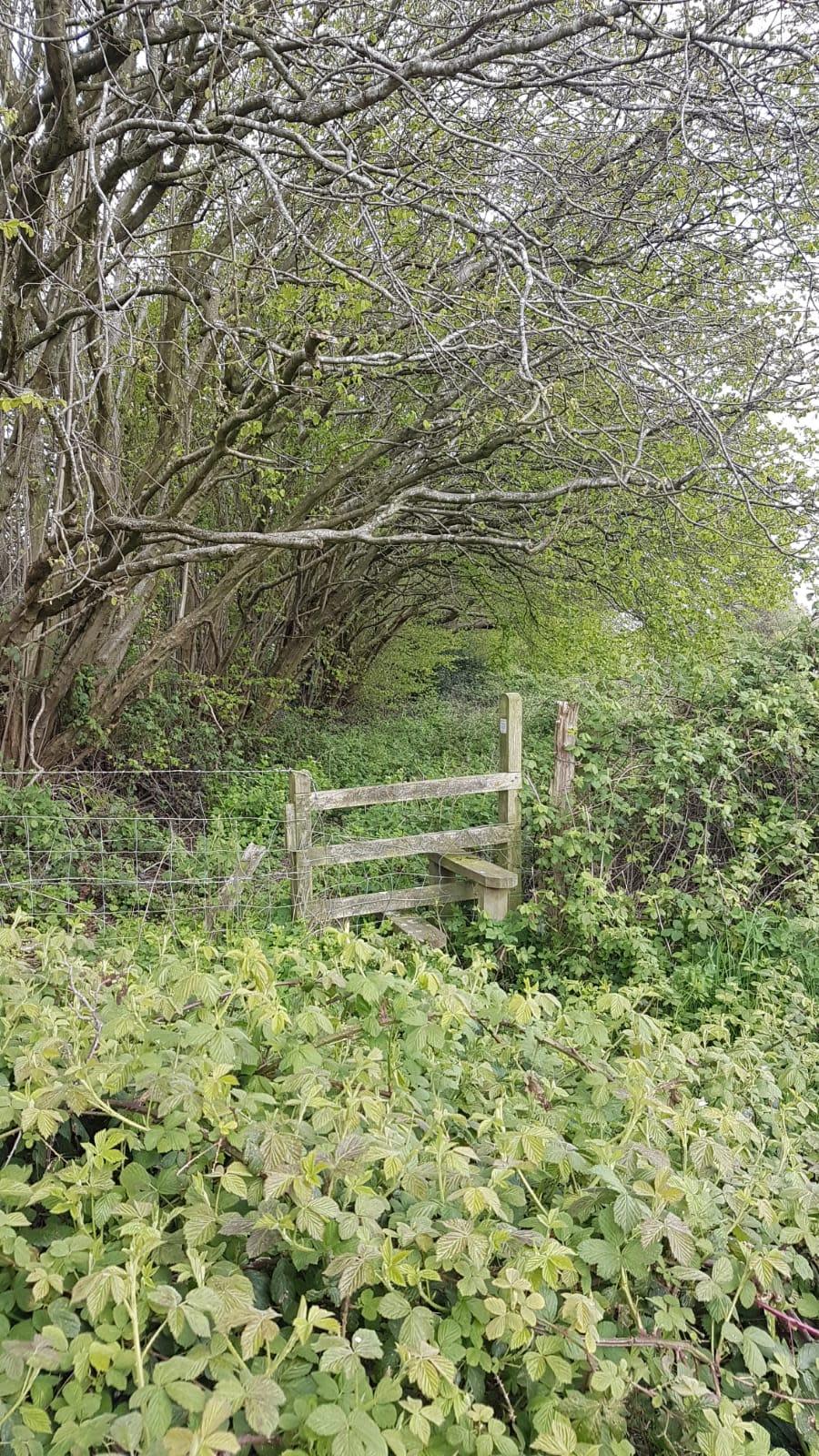 Stourbridge News: The overgrown site off Wassell Grove Lane, Hagley