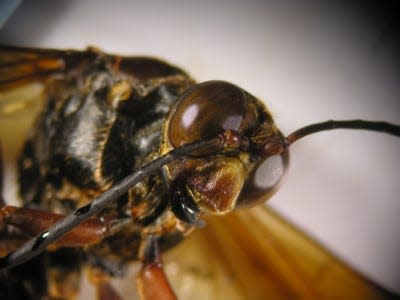 A detail shot of the female cicada killer wasp.