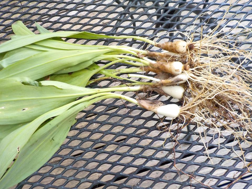 Ramps are easy to grow and a great spring treat.