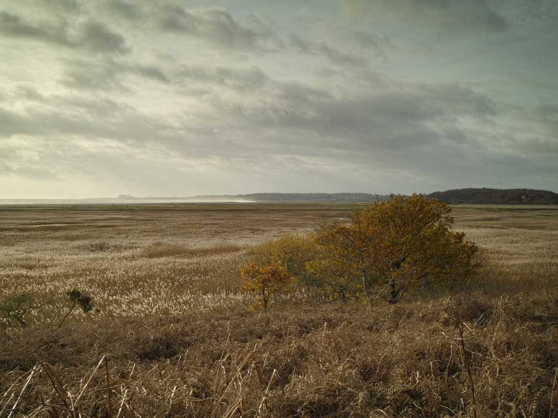 Westwood Marshes at Walberswick. WildEast is aiming to return 250,000 hectares to nature across East Anglia: WildEast