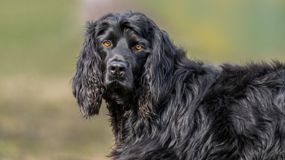 Cocker spaniel