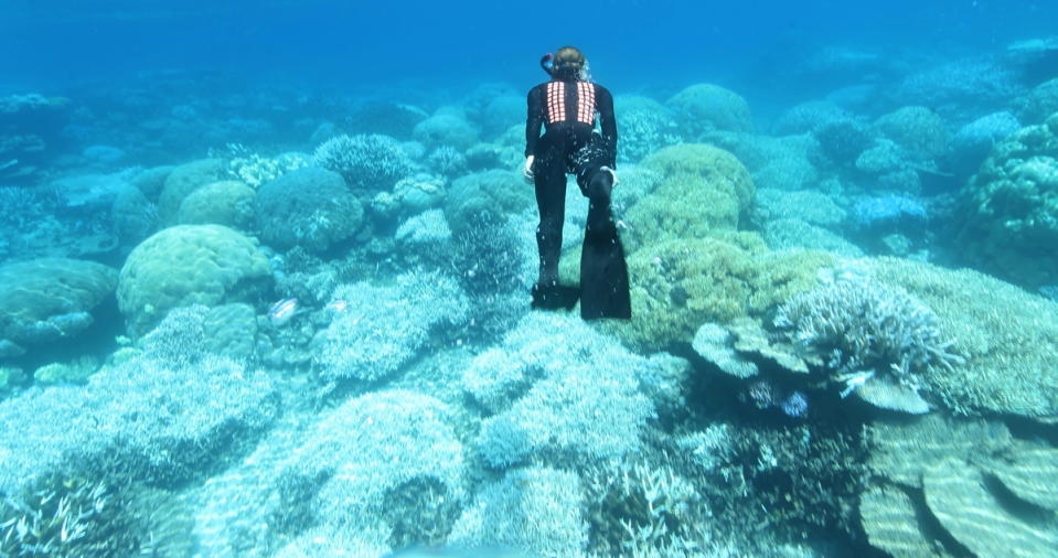 2017年3月，綠色和平澳洲團隊見證大堡礁珊瑚大規模白化，在當時已是2年內的第二次。如今7年過去，珊瑚礁面臨第7次大規模白化。