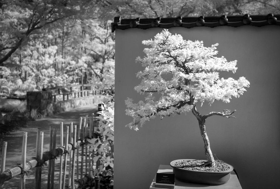 A juniper bonsai tree grows Morikami Museum and Japanese Gardens in Delray Beach, Florida on February 22, 2023. Photograph made with a camera converted to infrared.