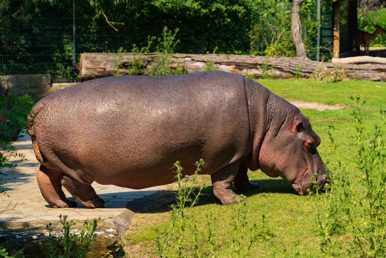 Es gibt Zwergflusspferd-Nachwuchs im Berliner Zoo. (Symbolbild: Getty)