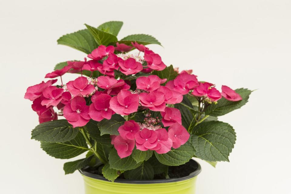 Flower, Flowering plant, Plant, Petal, Pink, Houseplant, Busy Lizzie, Flowerpot, Hydrangea, Impatiens, 