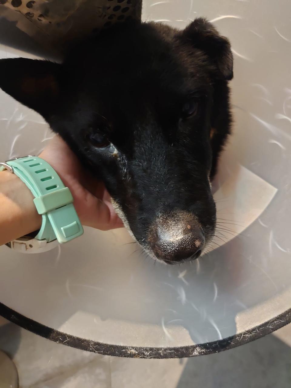 狗狗改名為黑妹，經檢查後有腫瘤及嚴重腹水，病情嚴重。