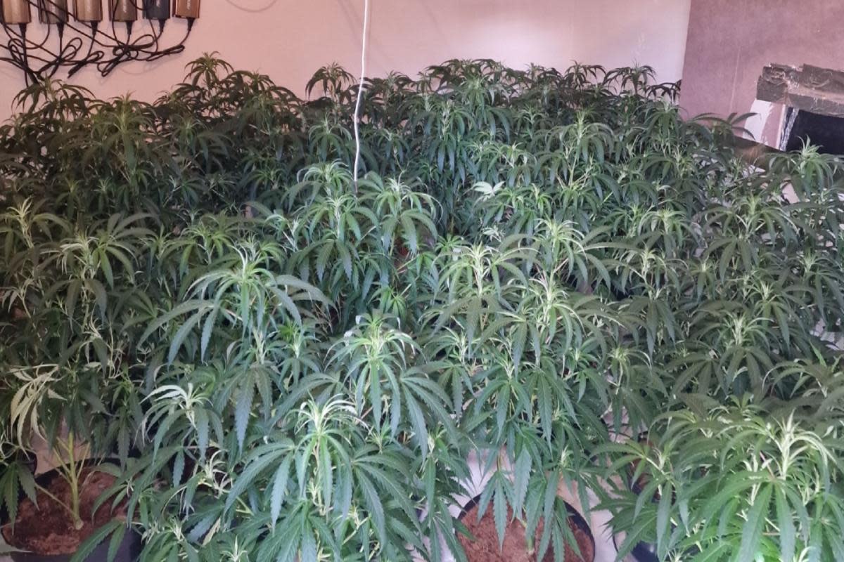 A total of 146 cannabis plants was seized. <i>(Image: Lancs Police)</i>