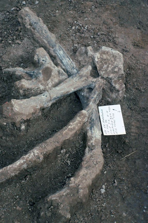 Unbroken mastodon ribs and vertebrae, including one vertebra with a large well preserved neural spine.