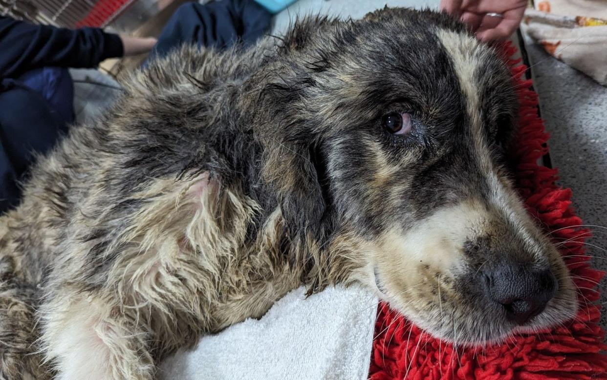 Caucasian shepherd is being cared for by the RSPCA who are appealing for its owner to come forward